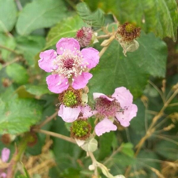 Rubus ulmifolius Květ