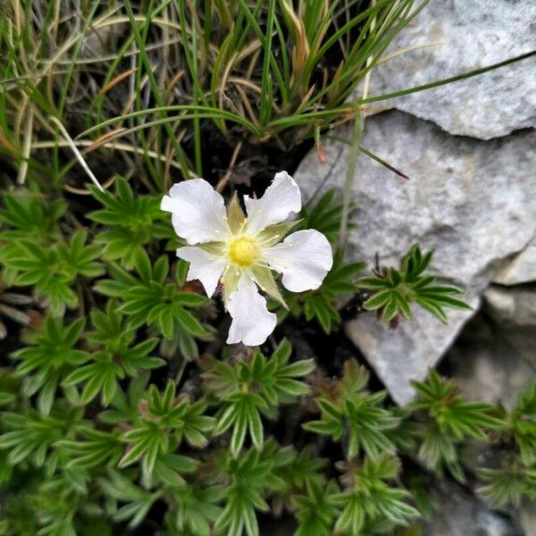 Potentilla clusiana Blomst