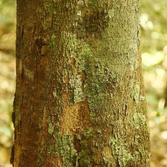 Dendrobangia boliviana പുറംതൊലി