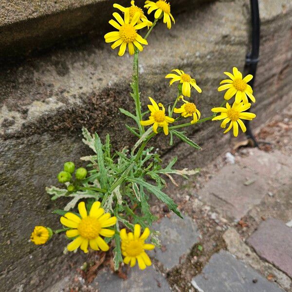 Senecio squalidus Habitus