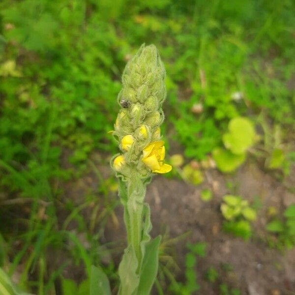 Verbascum densiflorum Blüte