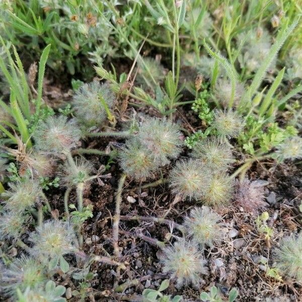 Trifolium cherleri Virág