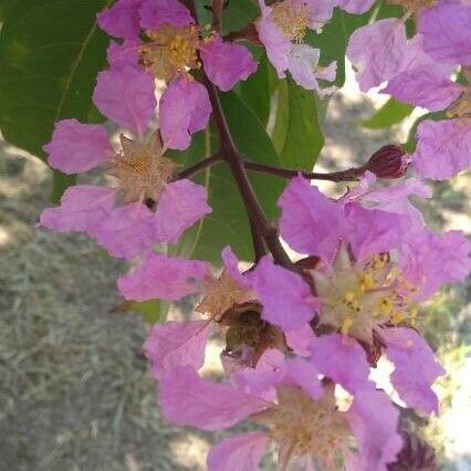 Lagerstroemia speciosa Blüte