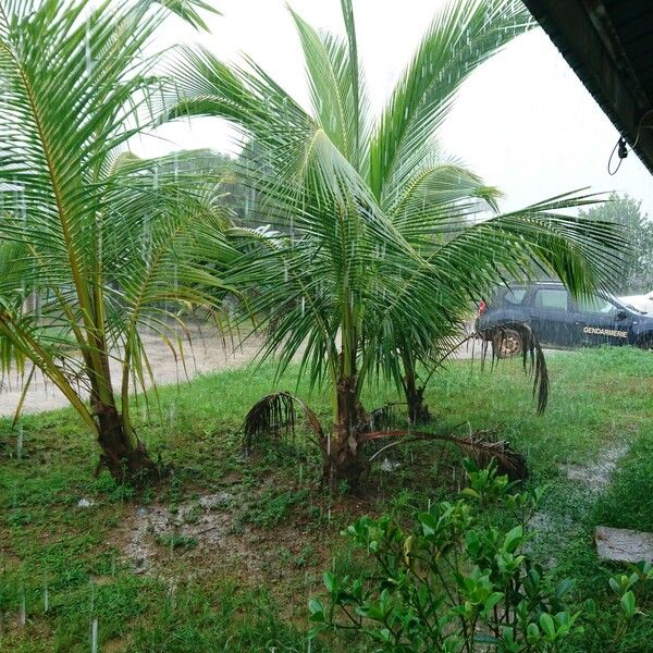 Cocos nucifera Levél