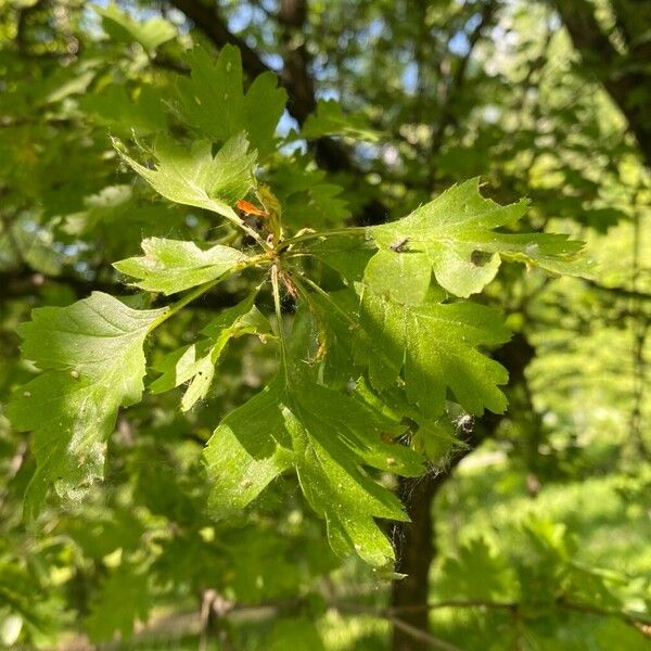 Crataegus rhipidophylla Liść