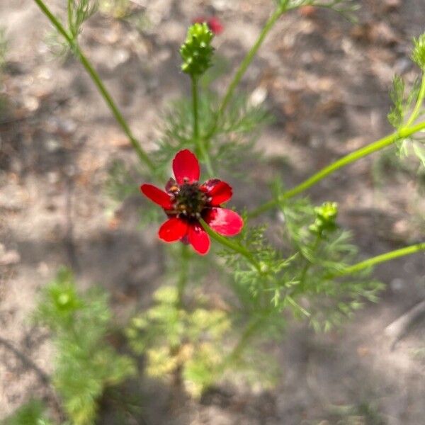 Adonis annua 花