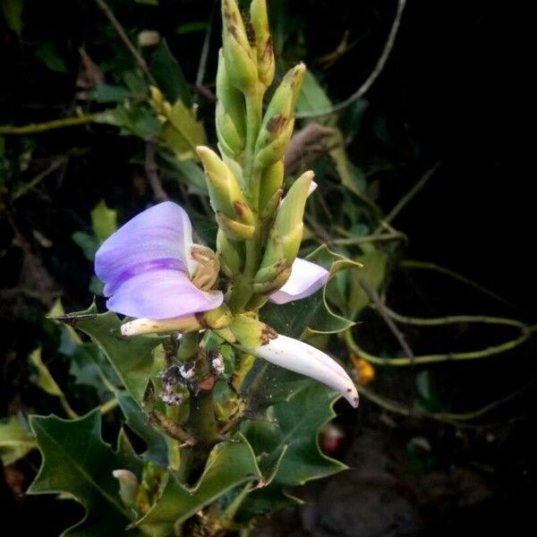 Acanthus ilicifolius Кветка