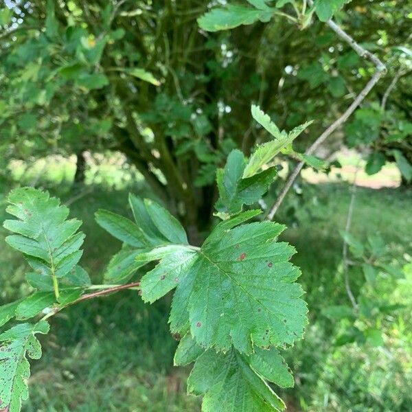 Hedlundia pseudofennica Leaf