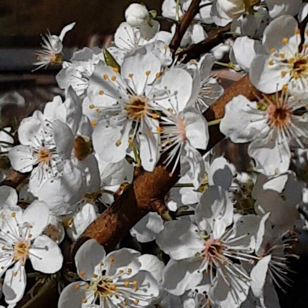 Prunus cerasus Fleur