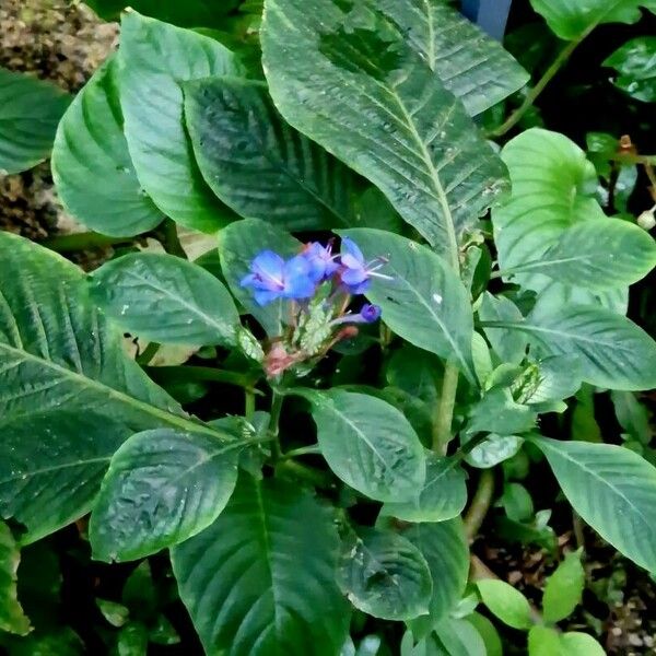 Eranthemum pulchellum 整株植物