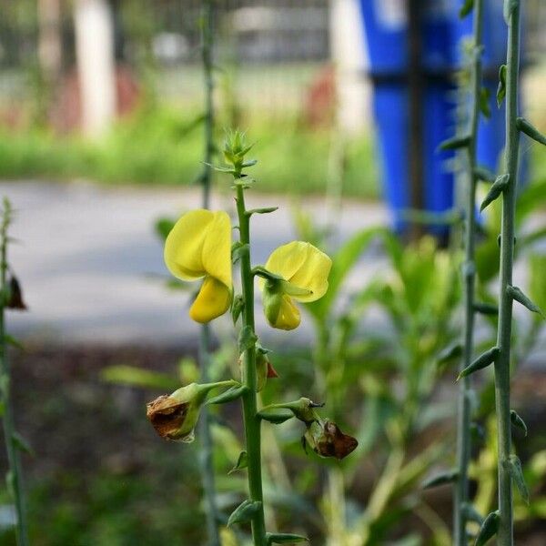 Crotalaria spectabilis Кветка