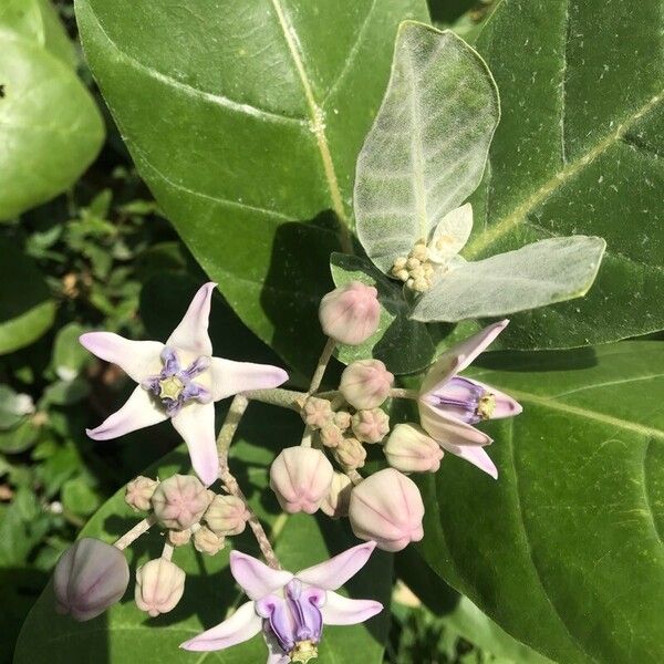 Calotropis gigantea 花