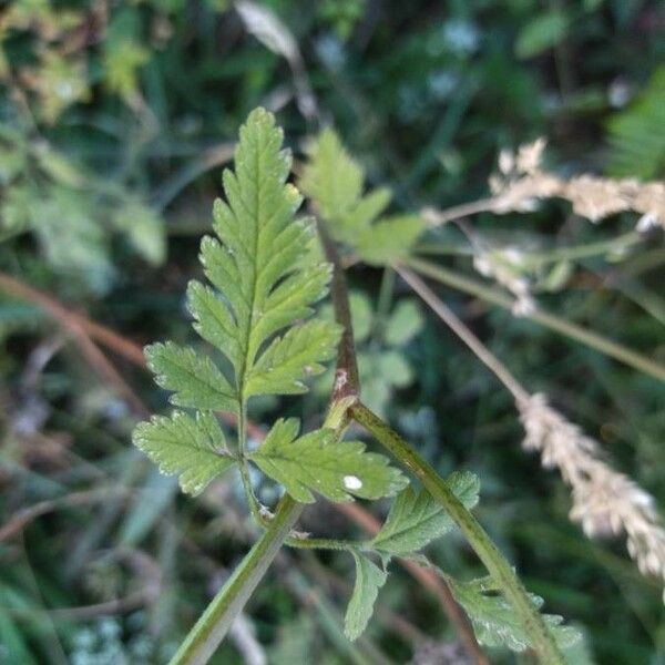 Chaerophyllum temulum Hostoa