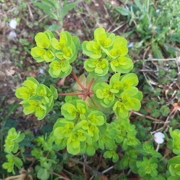 Euphorbia helioscopia Цветок