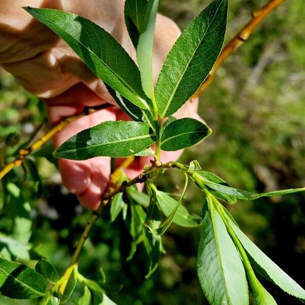 Salix pentandra Foglia