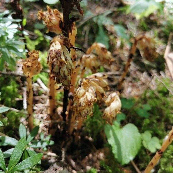 Monotropa hypopitys Virág