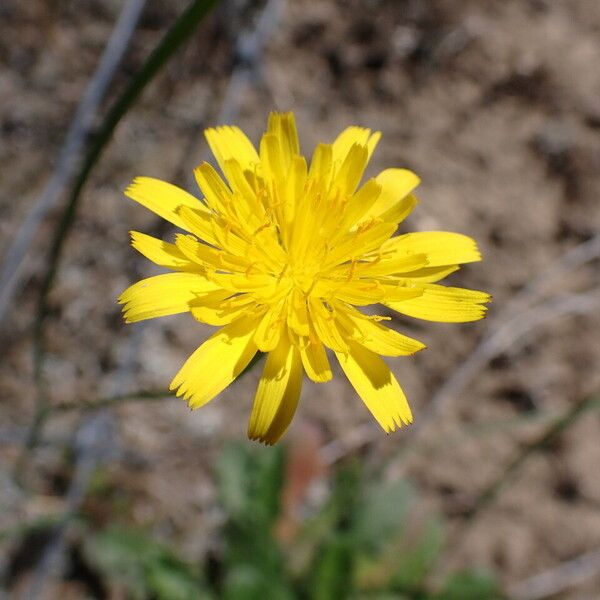 Hypochaeris radicata Flower