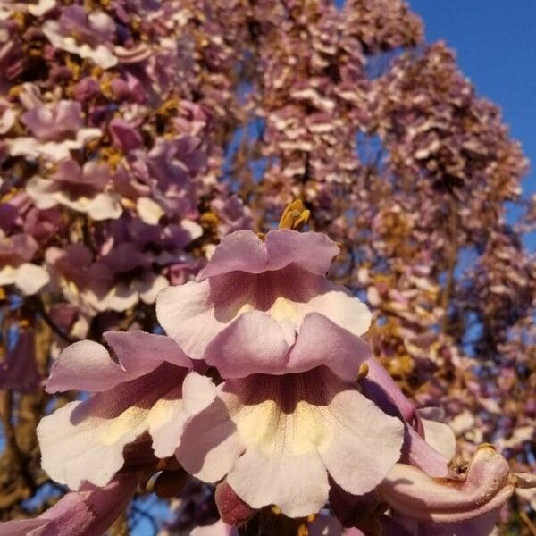 Paulownia tomentosa 花