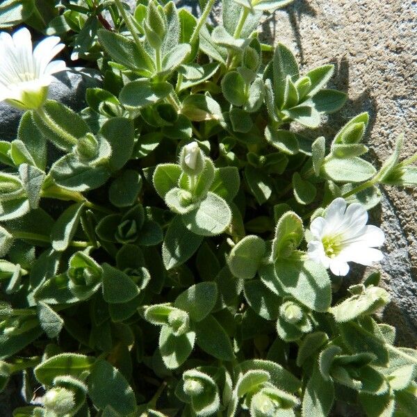 Cerastium latifolium Ліст