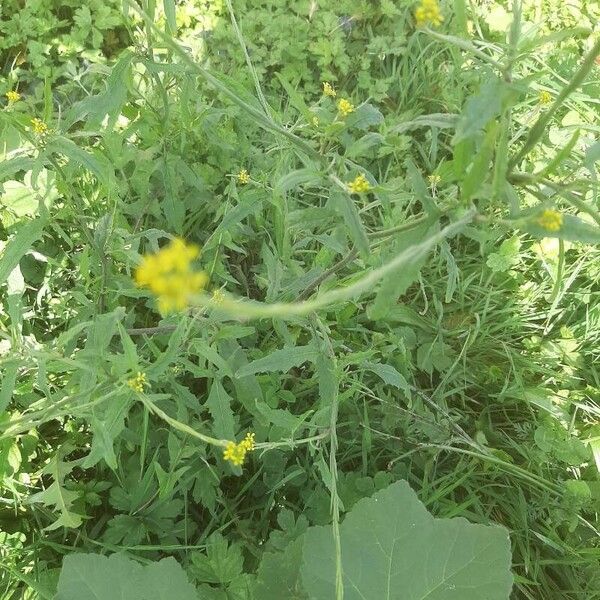 Sisymbrium officinale Foglia