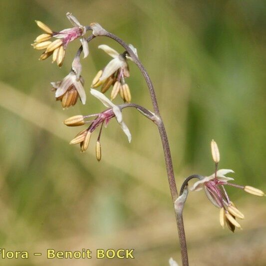 Thalictrum alpinum Fruit