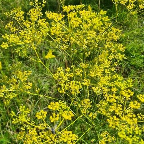 Opopanax chironium Flors