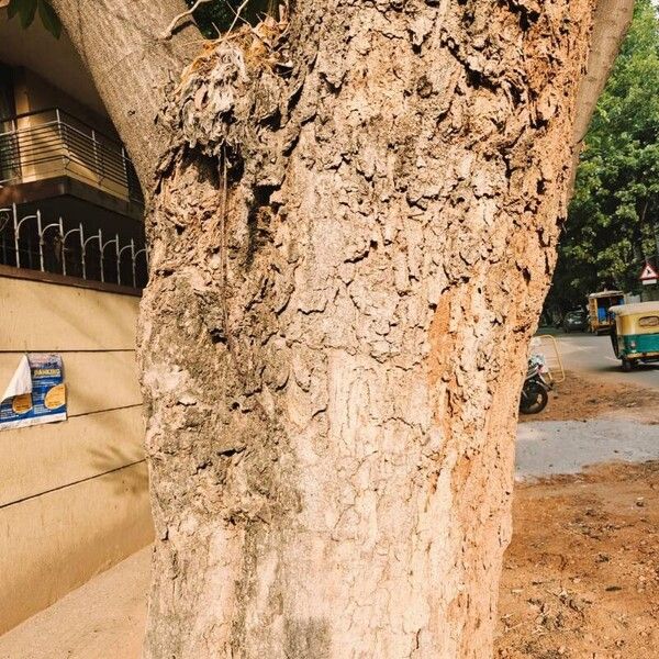 Pseudobombax ellipticum Bark