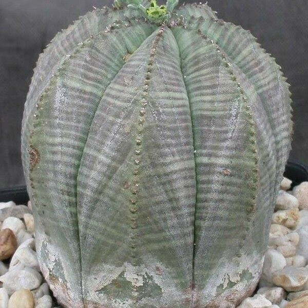 Euphorbia obesa 整株植物