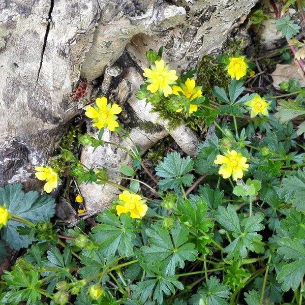 Potentilla neumanniana Hábitos