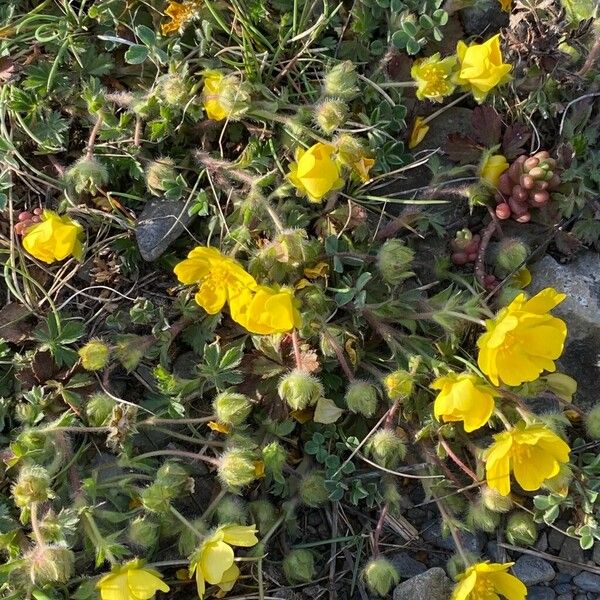 Potentilla verna Yaprak