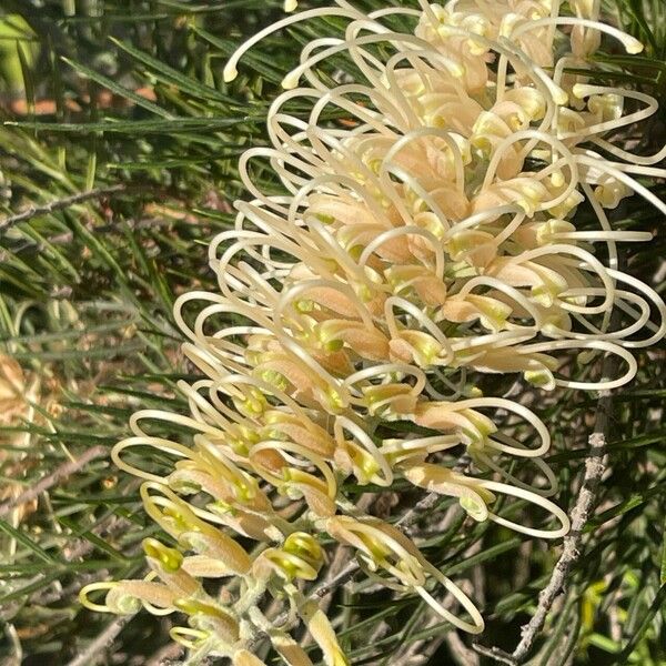 Grevillea leucopteris Cvet