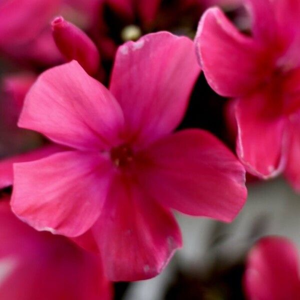 Phlox paniculata Otro