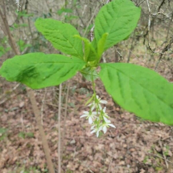 Oemleria cerasiformis 葉