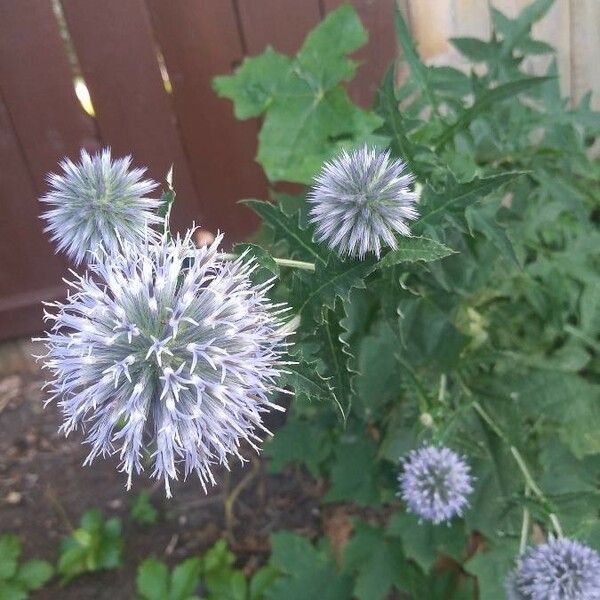 Echinops sphaerocephalus Λουλούδι