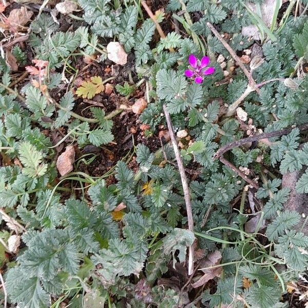 Erodium cicutarium Хабит