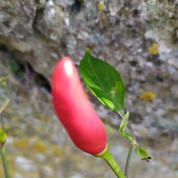 Capsicum baccatum Плод