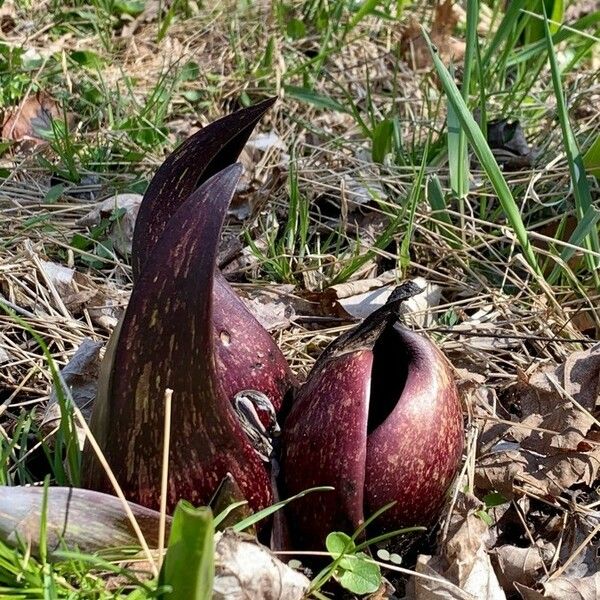 Symplocarpus foetidus Fruit