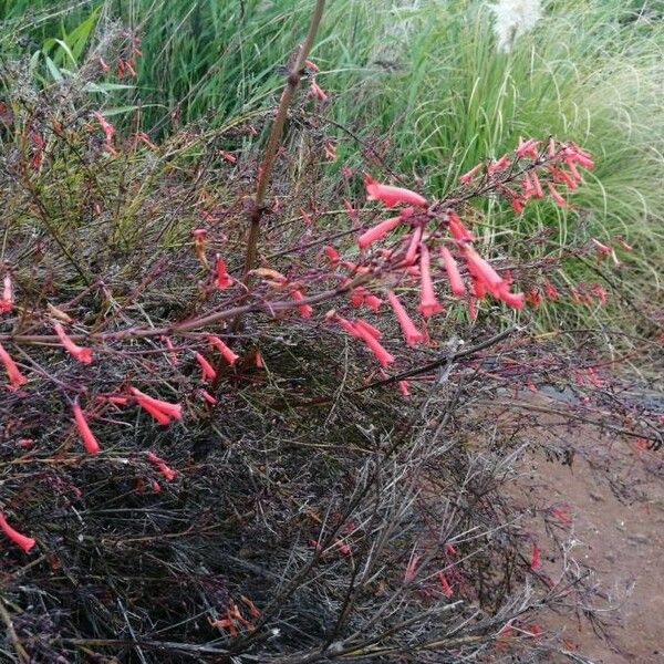 Penstemon centranthifolius Fiore