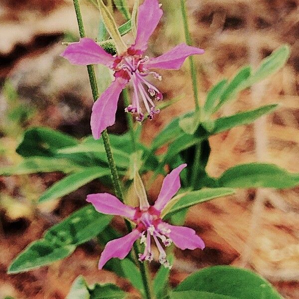 Clarkia rhomboidea Çiçek