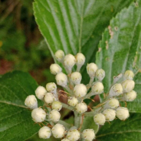 Aria edulis Blomma