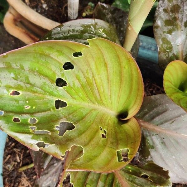 Canna × hybrida Fuelha