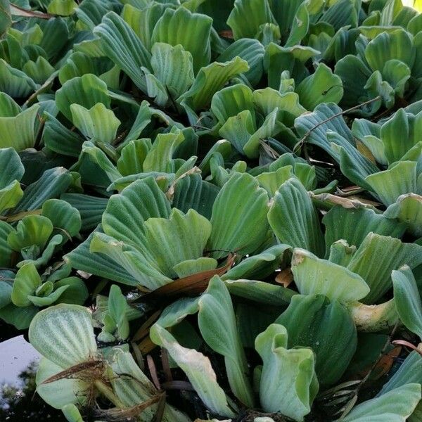 Pistia stratiotes Habit