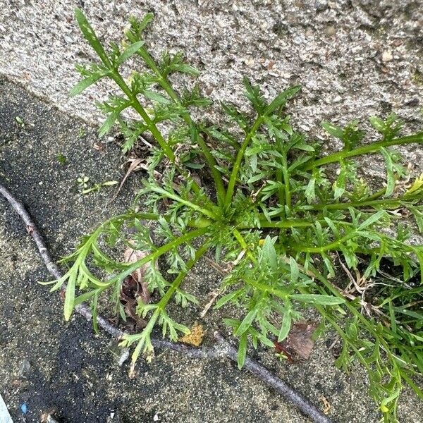 Lepidium coronopus Blatt