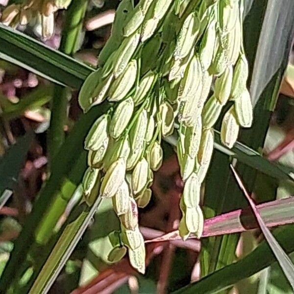 Oryza sativa ফল