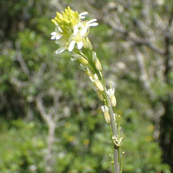 Turritis glabra Kwiat