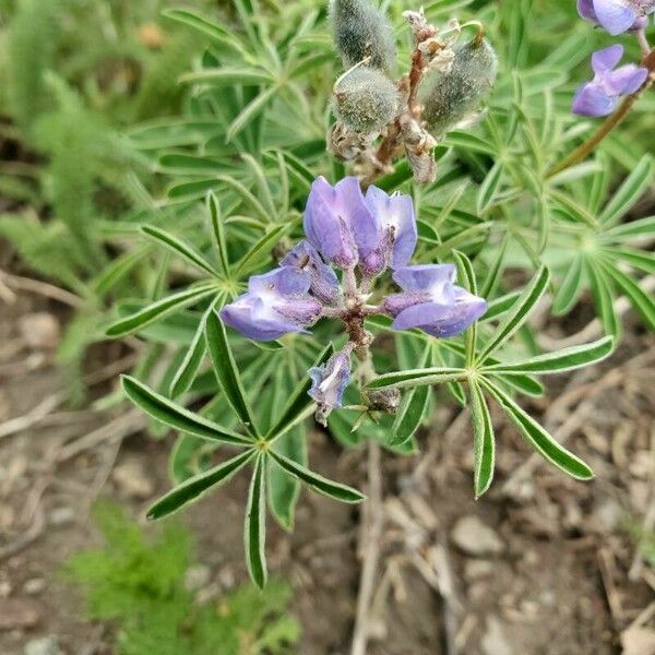 Lupinus angustifolius Flor