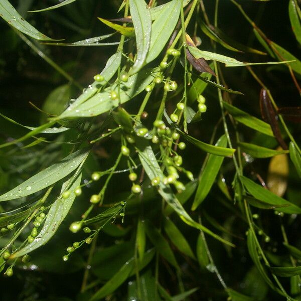 Lasiacis maculata 整株植物