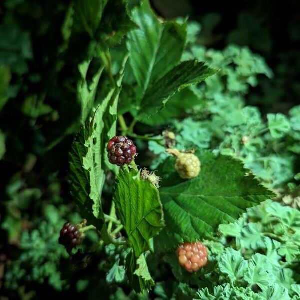 Rubus occidentalis Fruit