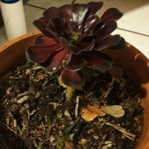 Aeonium arboreum পাতা