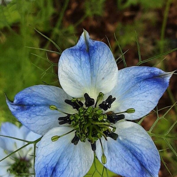 Nigella sativa Blomma